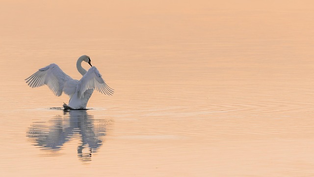 Bird in the Lake Kyoga ecosystem